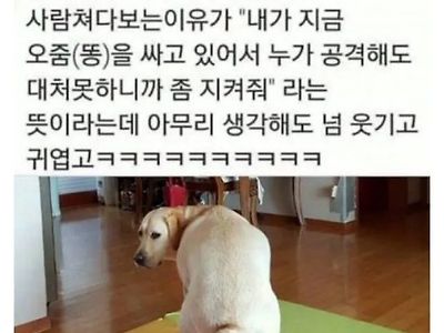 강아지 응가할때 주인보는 이유.jpg