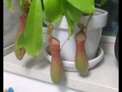식물을 자식처럼 생각하는 디시인