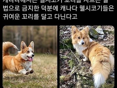 뭐냐... 웰시코기 원래 꼬리가 이랬다고???