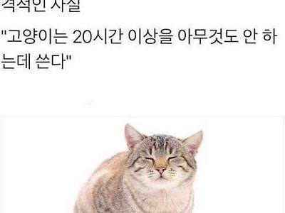 고양이에 대한 충격적인 사실