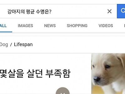 강아지의 평균 수명은