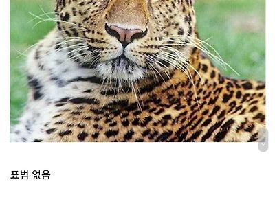 치타 표범 구분 방법.jpg
