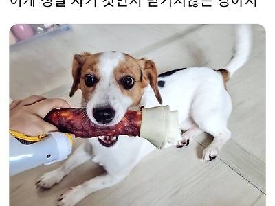 주문 잘못한 개껌을 선물받은 강아지