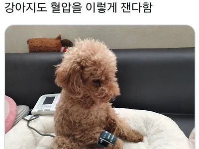 강아지 혈압 재는 사진