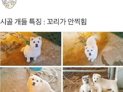 시골 댕댕이들 특징