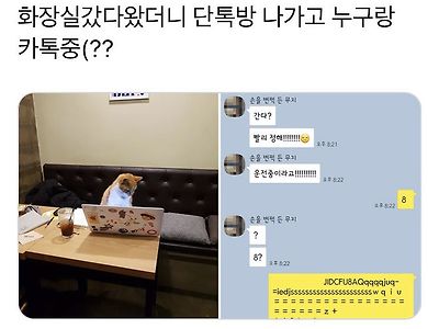 카톡중인 고양이