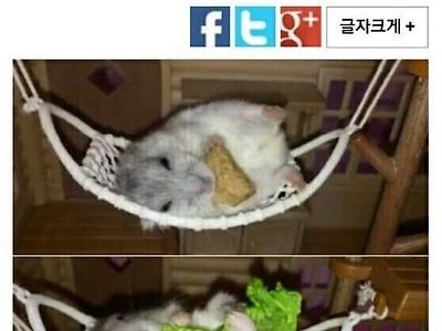 의외로 햄스터가 좋아하는 것