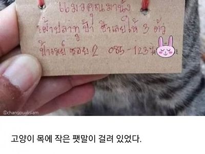 돌아온 가출 고양이