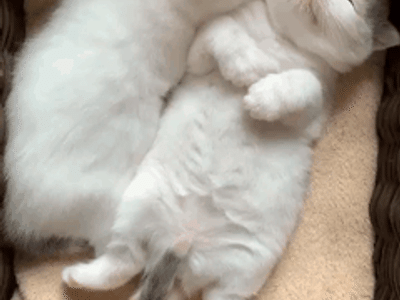 잠꼬대 냥이