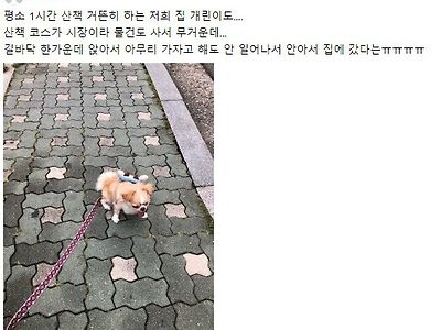 댕댕이 : 쭈..인님... 그거..중독..이야 중독...