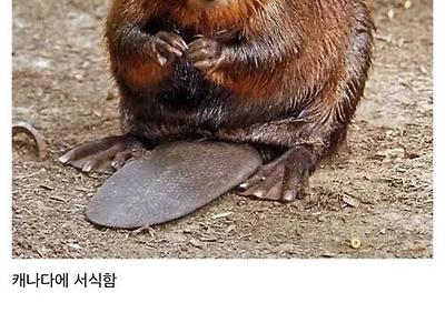 나라별 대표동물들 특징.JPG