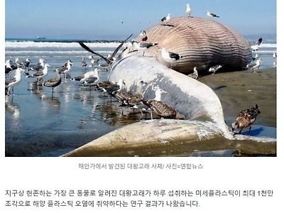 대왕고래 안에 44kg 플라스틱 산... 하루 1천만 개 미세플라스틱 삼켜