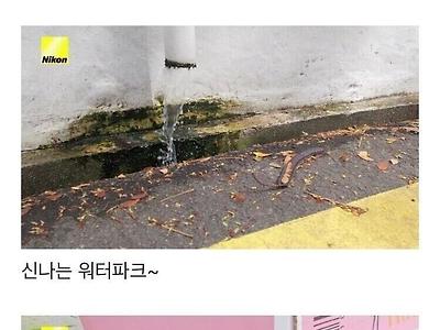 댕댕이가 촬영한 사진들