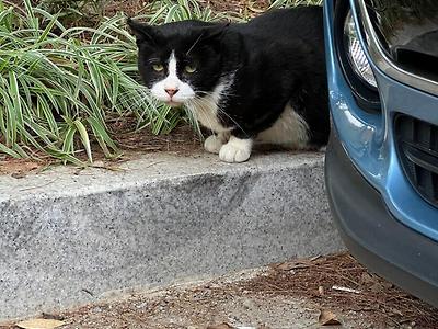 어쩐지 억울해 보이는 관상의 고양이