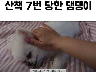 산책 7번한 댕댕이의 반응