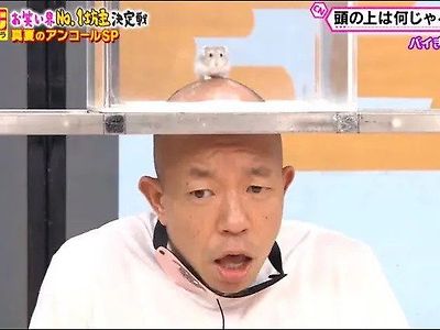 일본의 대머리 예능 컨텐츠.