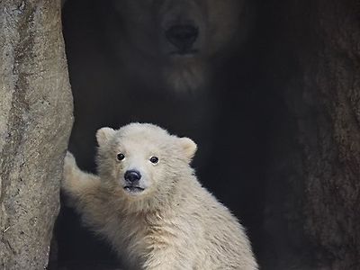 이 아기 북극곰을 만지고 오면 100억을 드립니다