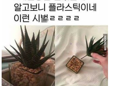 열심히 물 줬는데