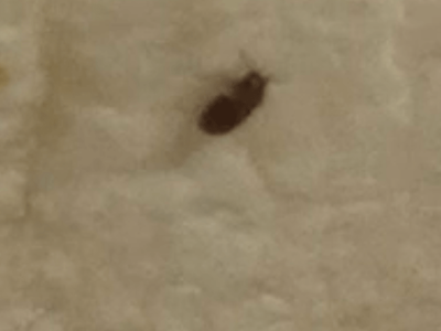 이거 무슨벌레임?