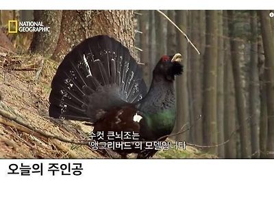 앵그리버드의 모델