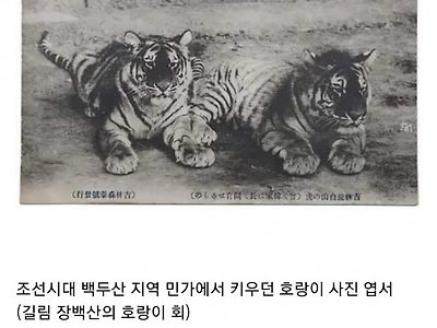조선시대 새끼 길냥이를 기른 집