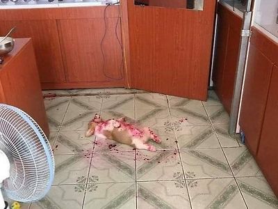 안경점에서 벌어진 끔찍한 동물폭행 사건의 비밀