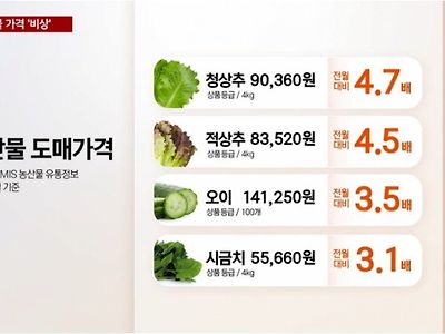 폭우 때문에 비상 걸린 야채가격 근황
