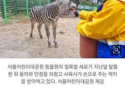 [단독] 안정 되찾은 얼룩말 ‘세로’ 새달 여친 생긴다