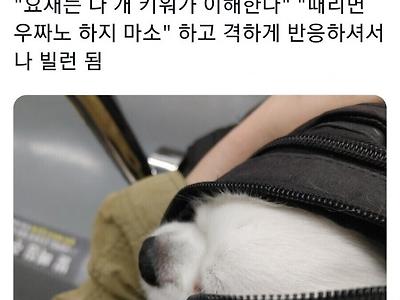 지하철에서 짖는 반려견 혼내다 삽시간에 빌런 됨