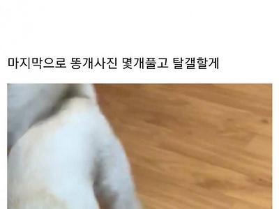 반려견의 이상한 습관을 발견한 사람