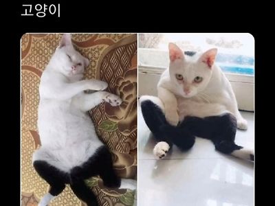 바지 고양이