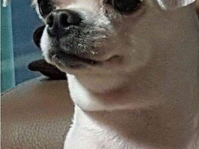 백종원닮은개 를 닮은 개