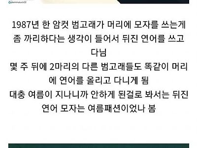 범고래 사이에서 소소하게 유행했던 패션