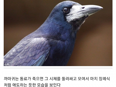 까마귀 장례식의 진실