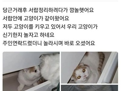 당근거래 했더니 고양이가 딸려옴