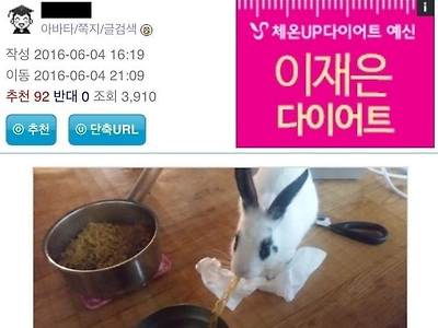 토끼 키우면 안 되는 이유