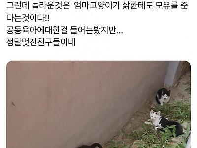 공동육아 끝판왕