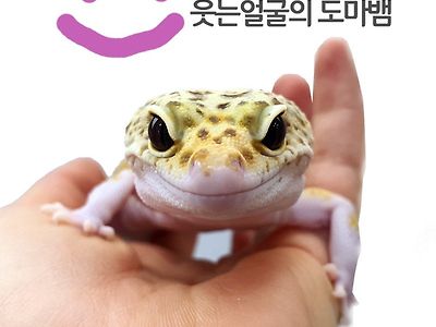 포텐간 하예솔(오지율)이 갖다싶다고 한 것