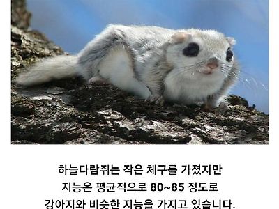 나는 하늘 다람쥐보다 나은 사람인가?