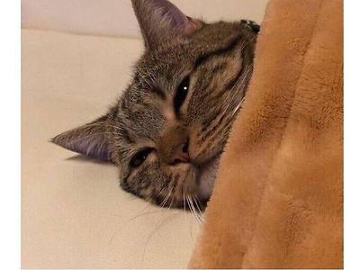 전기장판에 가버리는 고양이