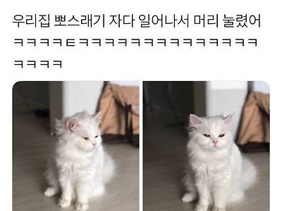 자다 일어난 고양이