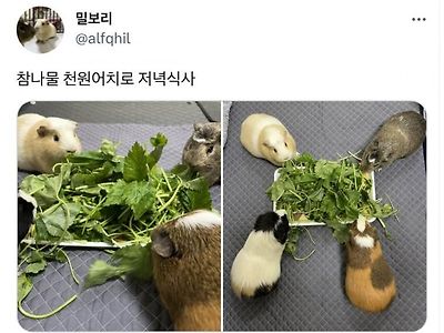 천원어치 저녁식사