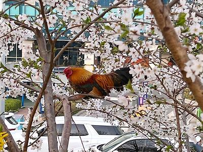 불금엔 닭꼬치야