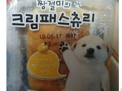 아침에 먹을 빵을 개에게 준 어머니