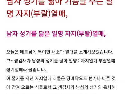 남자 거시기를 닮은 열매