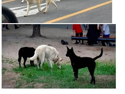 동물이 살기 좋은 도시 인천