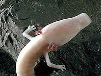 동굴에서 살아가는 도룡뇽