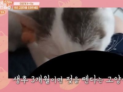 공중파 방영 고양이에게 젖주는 여자?