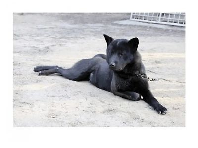 디즈니, 햐얀마음 백구 IP 인수... 실사화 예정