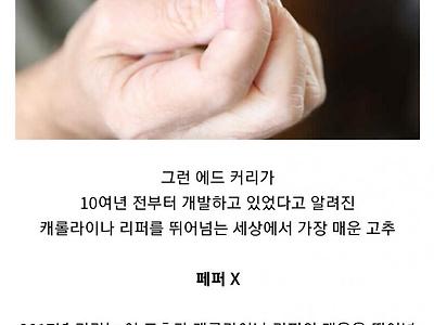 세상에서 가장 매운 고추를 만든 사람의 실험정신